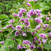 Mallow Seeds – Malva sylvestris