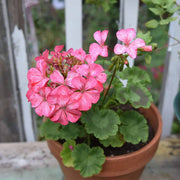 Geranium Seeds – Pelargonium × hortorum