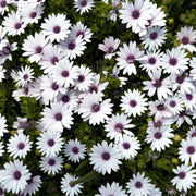 African Daisy Seeds - Dimorphotheca sinuata Flower Seeds