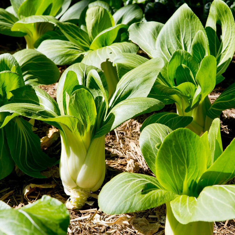 Vegetable Seeds