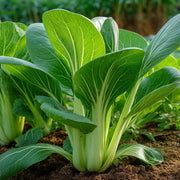 Bok Choy Seeds – Brassica rapa subsp. chinensis