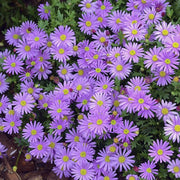 Swan River Daisy Seeds - Brachyscome iberidifolia Flower Seeds