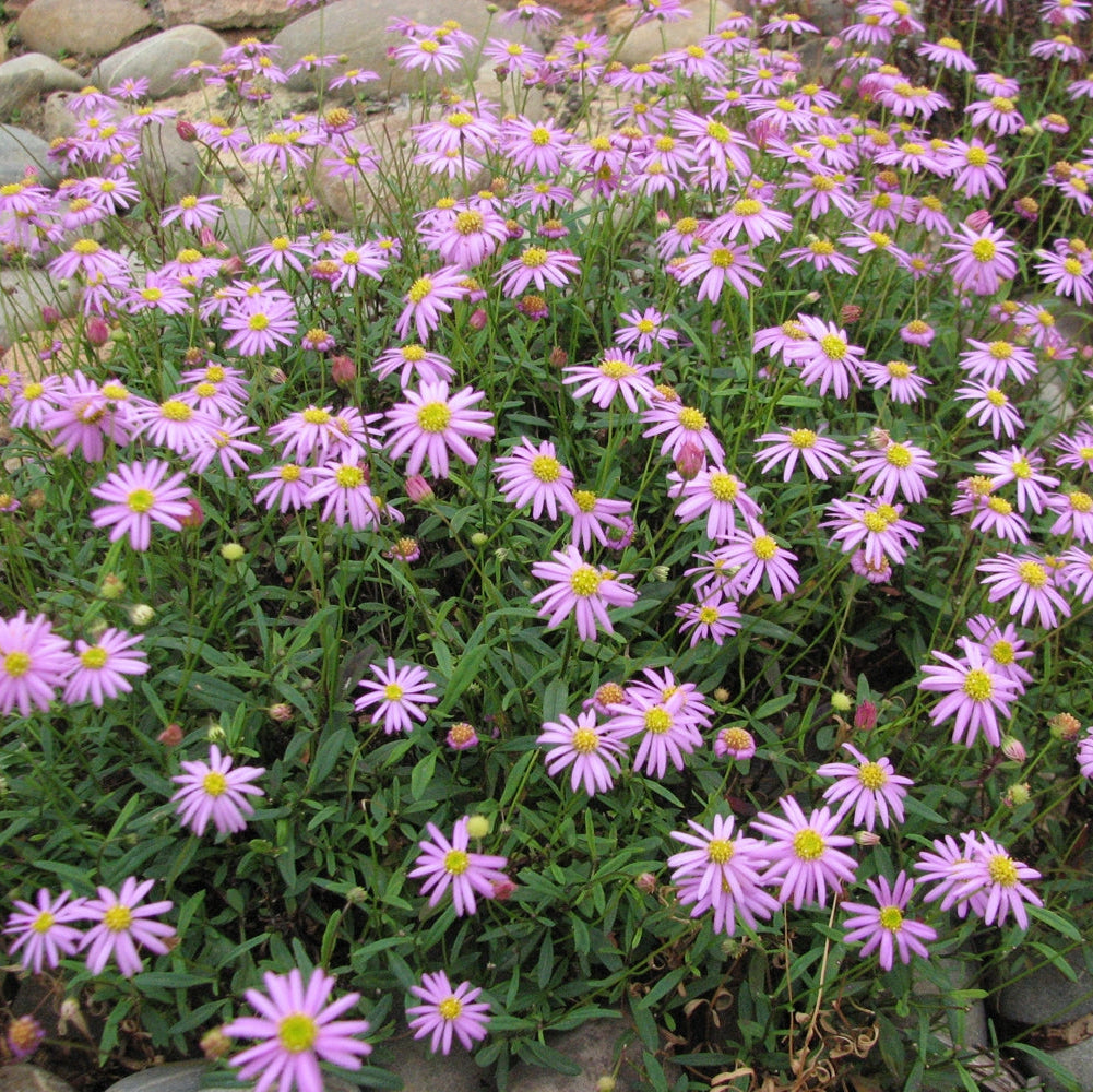 Swan River Daisy Seeds - Brachyscome iberidifolia Flower Seeds