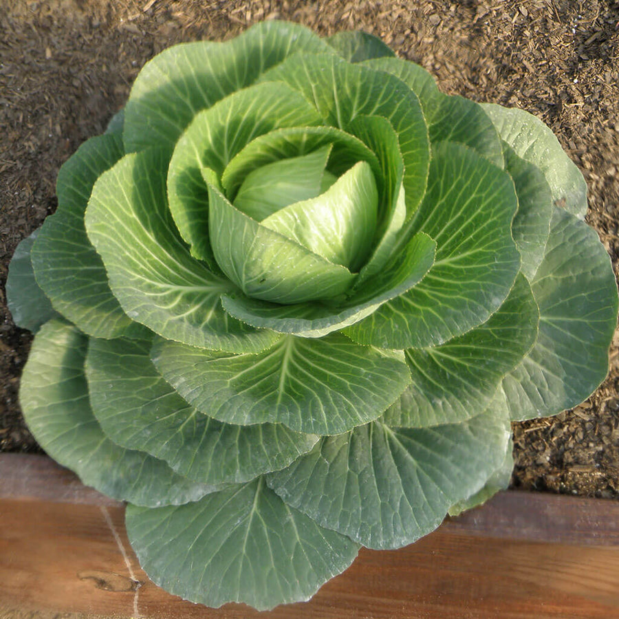 Cabbage Seeds – Brassica oleracea var. capitata