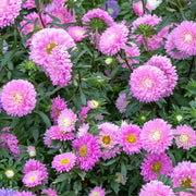 China Aster Seeds - Callistephus chinensis Flower Seeds