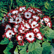 Cineraria Flower Seeds -  Pericallis x hybrida Flower Seeds