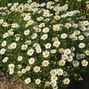 Creeping Daisy Seeds - Mauranthemum paludosum Flower Seeds