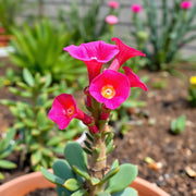 Desert Rose Seeds (Adenium obesum)