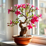 Desert Rose Seeds (Adenium obesum)