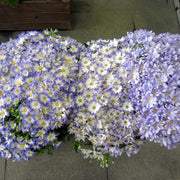 Cineraria Flower Seeds -  Pericallis x hybrida Flower Seeds