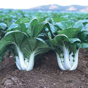Bok Choy Seeds – Brassica rapa subsp. chinensis