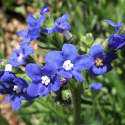 Cape Forget Me Not Seeds - Anchusa capensis Flower Seeds