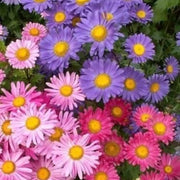 China Aster Seeds - Callistephus chinensis Flower Seeds
