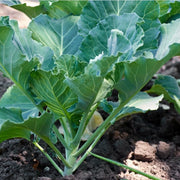 Collard Green Seeds – Brassica oleracea var. viridis