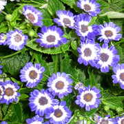 Cineraria Flower Seeds -  Pericallis x hybrida Flower Seeds