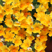 Nemesia Flower Seeds, Nemesia strumosa Flower Seeds