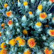 Safflower Seeds - Carthamus tinctorius Flower Seeds
