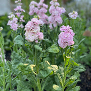 Stock Flower Seeds - Matthiola incana Flower Seeds