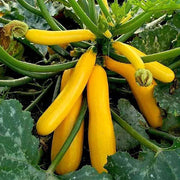 Zucchini Seeds – Cucurbita pepo