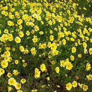 Tidy Tips Seeds - Layia platyglossa Flower Seeds