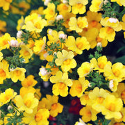 Nemesia Flower Seeds, Nemesia strumosa Flower Seeds