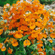 Nemesia Flower Seeds, Nemesia strumosa Flower Seeds