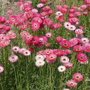 Paper Daisy Seeds -  Rhodanthe chlorocephala Flower Seeds