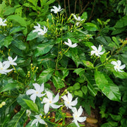 Pinwheel Flower Seeds - Tabernaemontana divaricata Flower Seeds