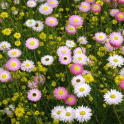 Paper Daisy Seeds -  Rhodanthe chlorocephala Flower Seeds