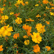 Sulphur Cosmos Seeds - Cosmos sulphureus Flower Seeds