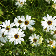 Swan River Daisy Seeds - Brachyscome iberidifolia Flower Seeds