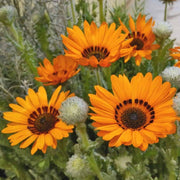 Venidium Seeds - Arctotis fastuosa Flower Seeds