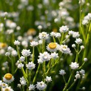 Winged Everlasting Seeds - Ammobium alatum Flower Seeds