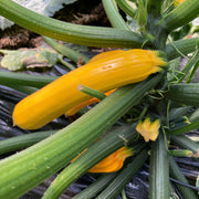 Zucchini Seeds – Cucurbita pepo